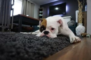Signs Your Pet May be Depressed