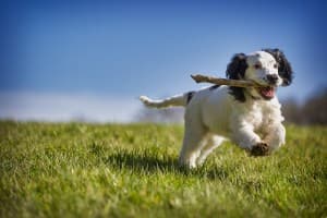 Training your puppy